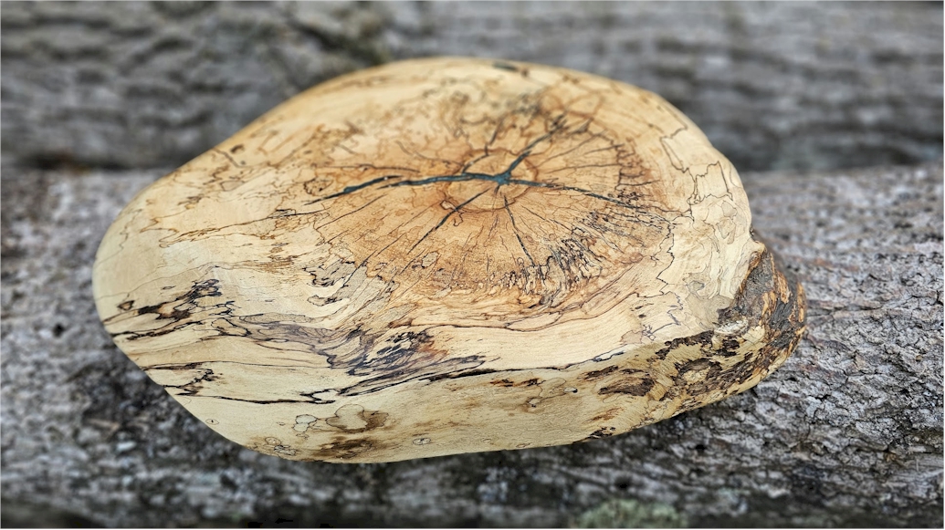 Super Spalted Sugar Maple Knob Cuttoff Slab